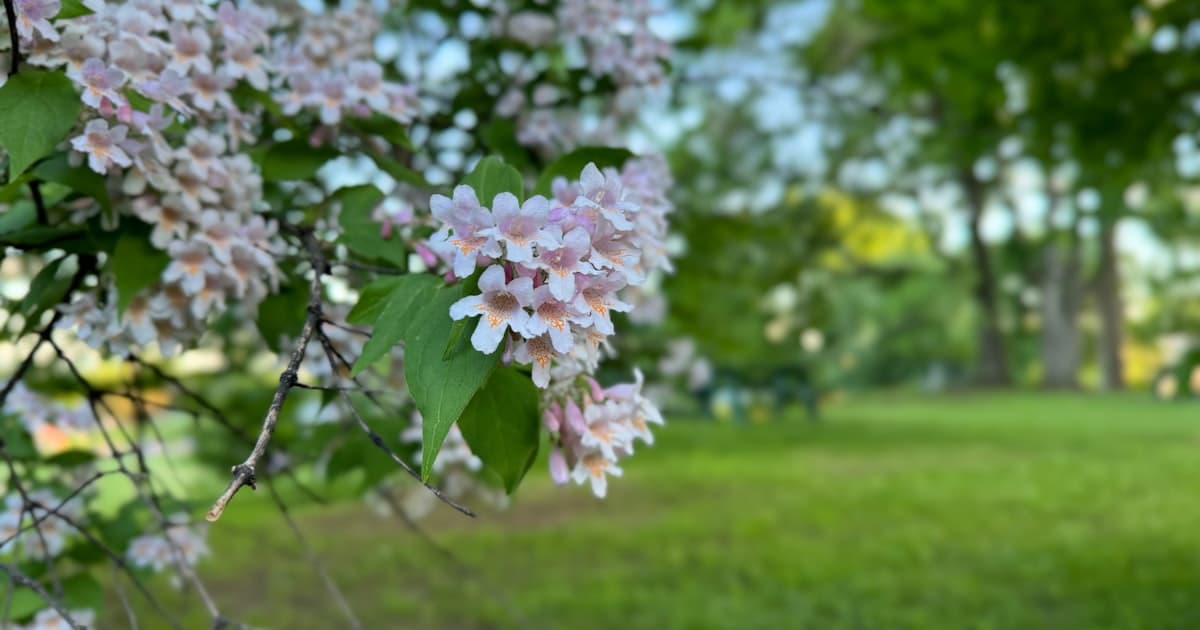Spring blossoms on a tree with a green lawn in the background